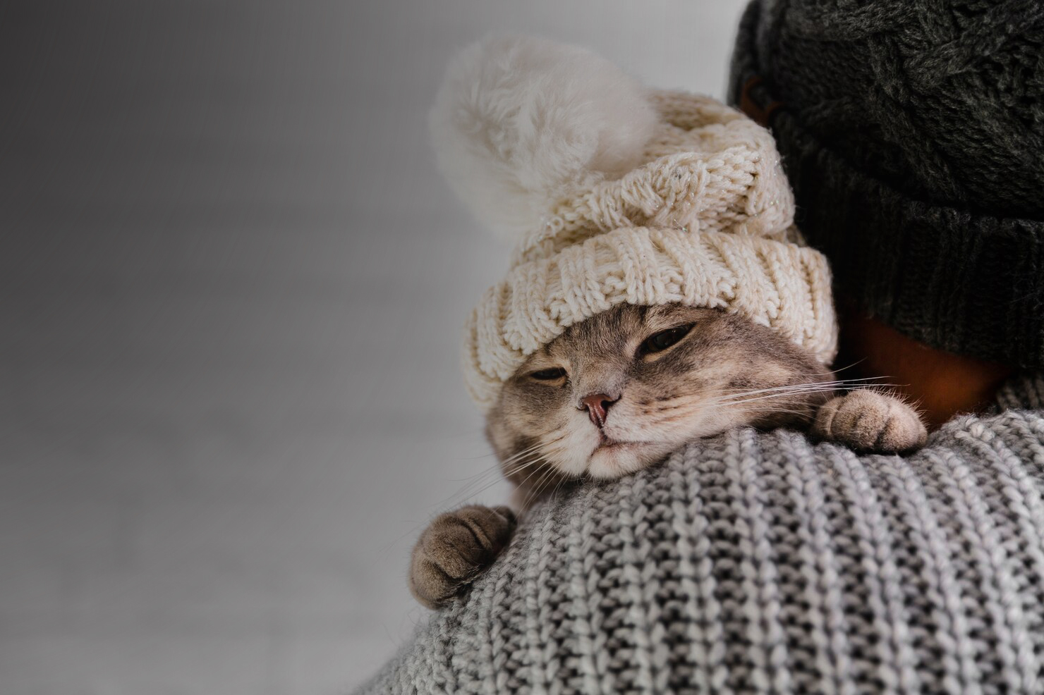 Коронавирусная инфекция кошек (сокращенно FCoV)